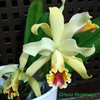 Cattleya Blossfeldiana (C. luteola x C. rex),.